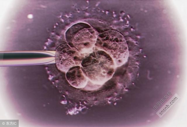  一个试管婴儿胚胎的自白：我就是这样出生的！