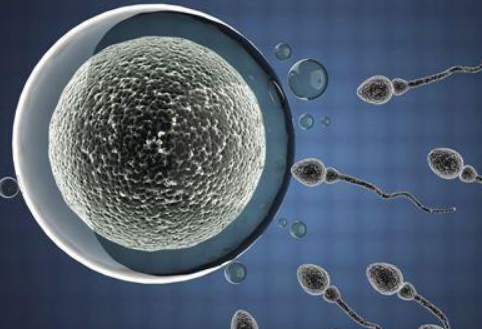 新乡助孕龙凤胎中介：这些是试管婴儿中新鲜胚胎和冷冻胚胎移植之间的主要区别。继续阅读，了解你应该如何选择(图1)